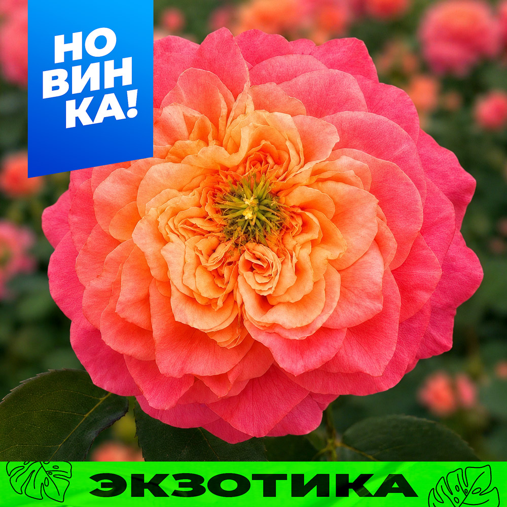 Риджентс-парк