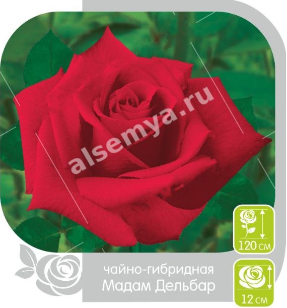 Мадам Дельбар