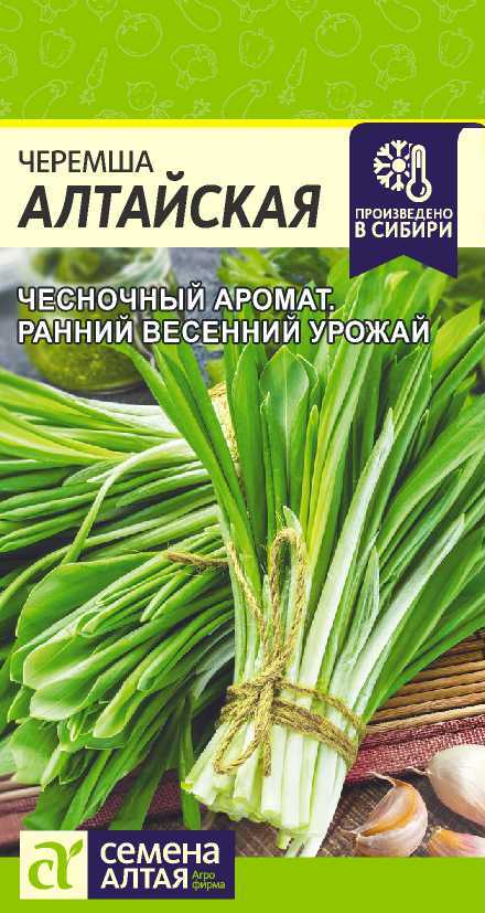 Черемша Алтайская