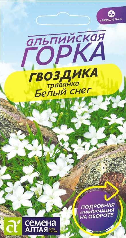 Гвоздика Белый снег