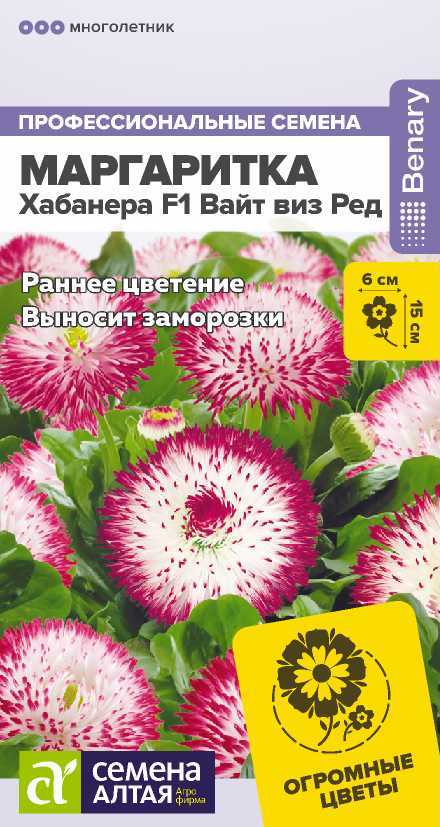 Маргаритка Хабанера Вайт виз ред