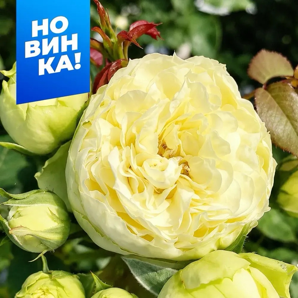 Роза Лемон Пиано