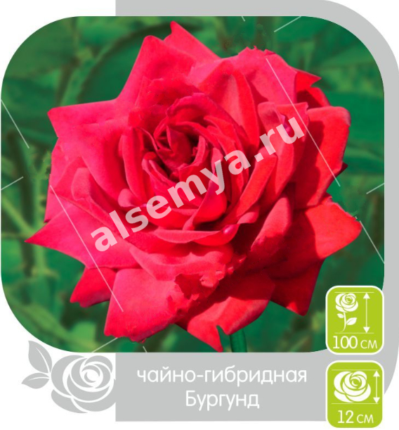 Бургунд