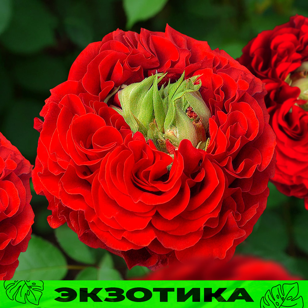 Ред-Монстр