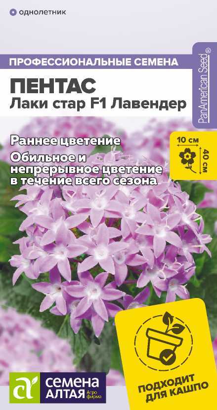 pentas-lavender