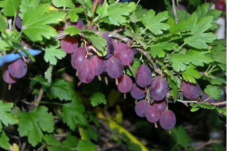 kryzhovnik-grushenka