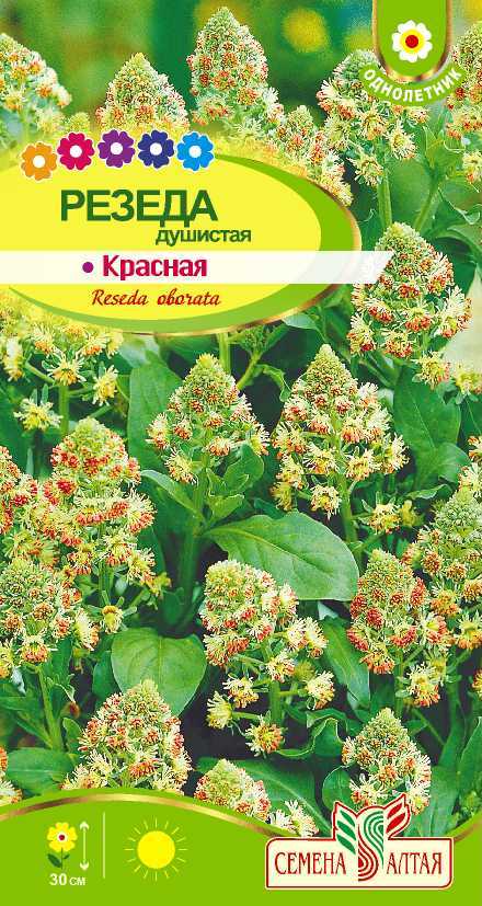 Резеда красная