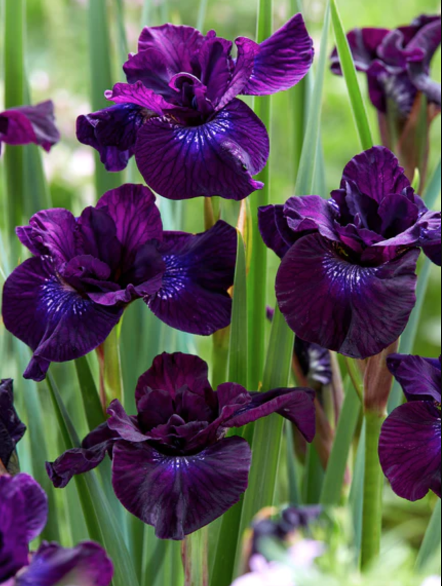 iris-purplelicious
