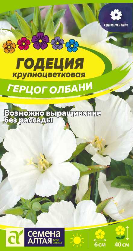 Цветы Годеция Герцог