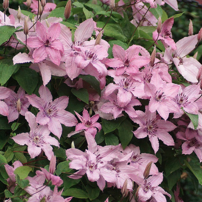 klematis-hagley-hybrid