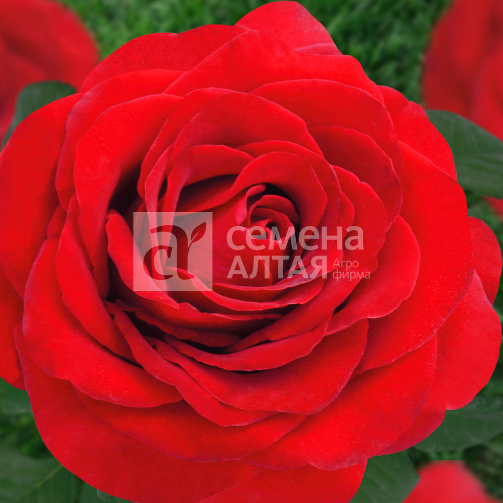 Королевский бархат