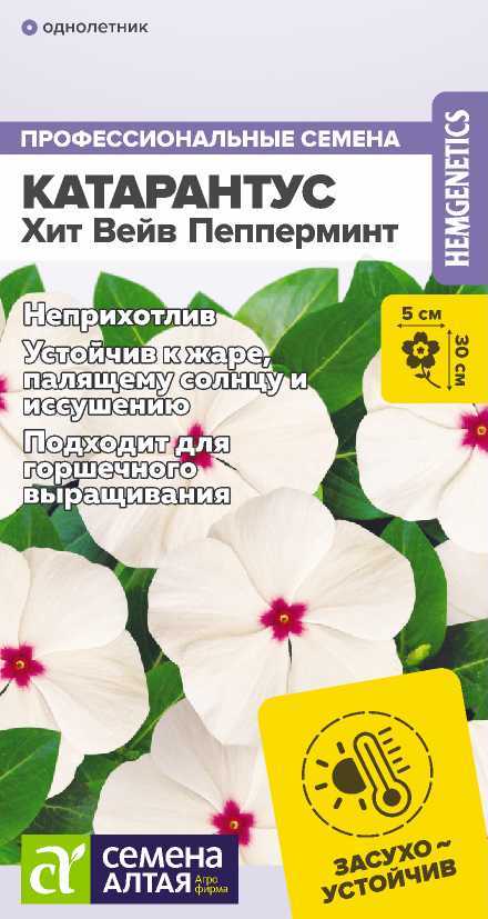 katarantus-hit-veiv-pepermint