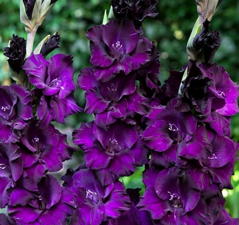 gladiolus_blak_vielvet