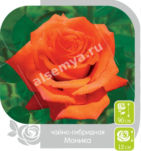 Моника