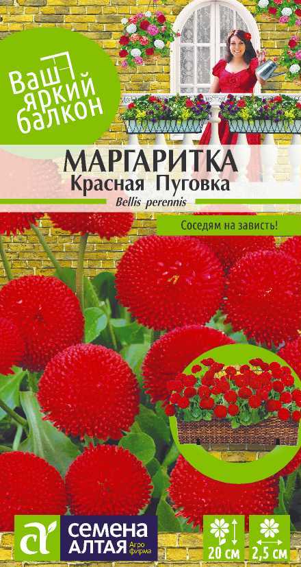 Маргаритка красная пуговка цп