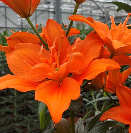 Lilium Alani