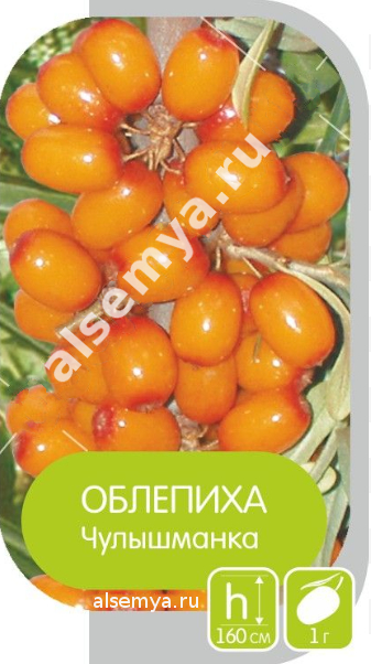 Чулышманка