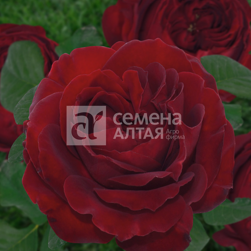 Беби баккара