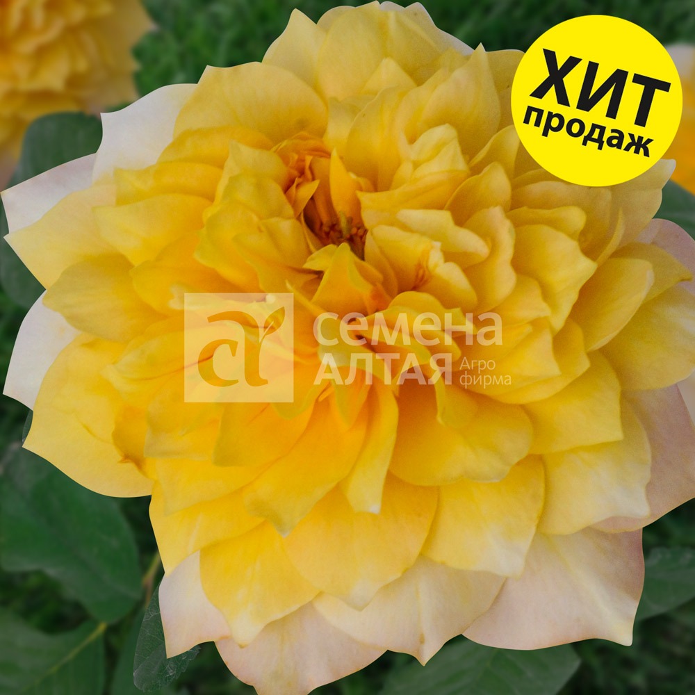 Бамблби кюль