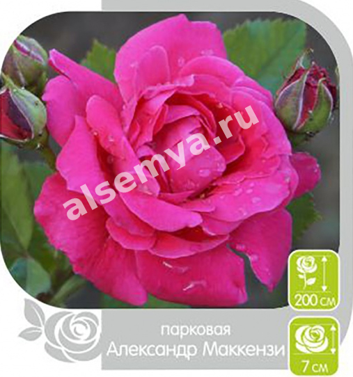 Александр Маккензи