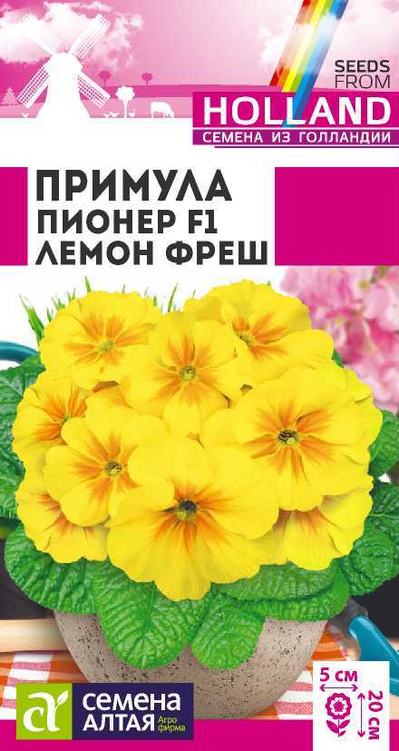 Примула пионер лемон