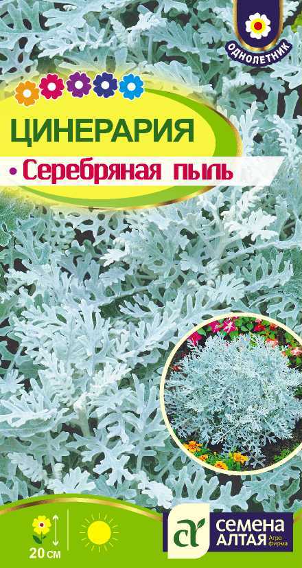 Цинерария Серебряная пыль