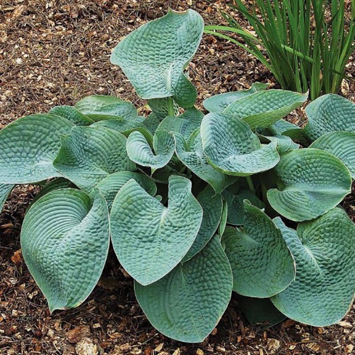 hosta_abikva_drinking_gurd_006