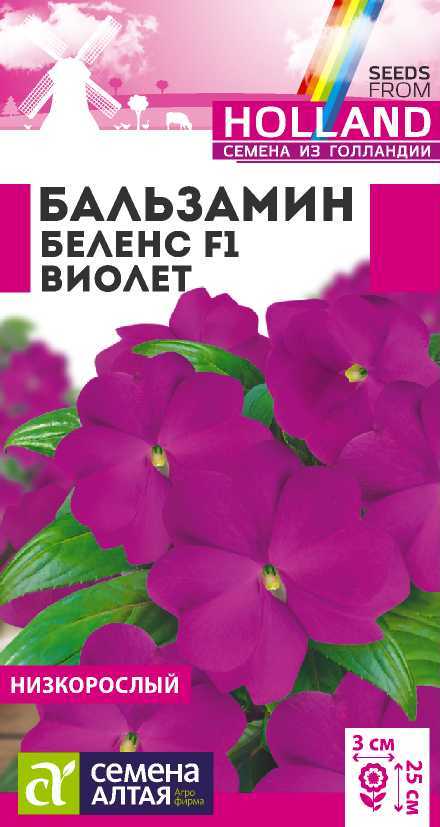 Бальзамин беленс виолет