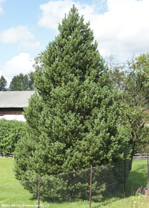 Pinus mugo uncinata
