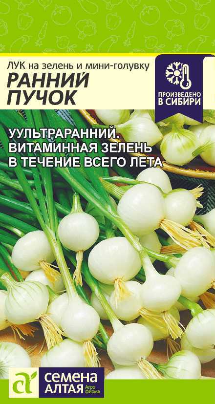 Лук ранний пучок
