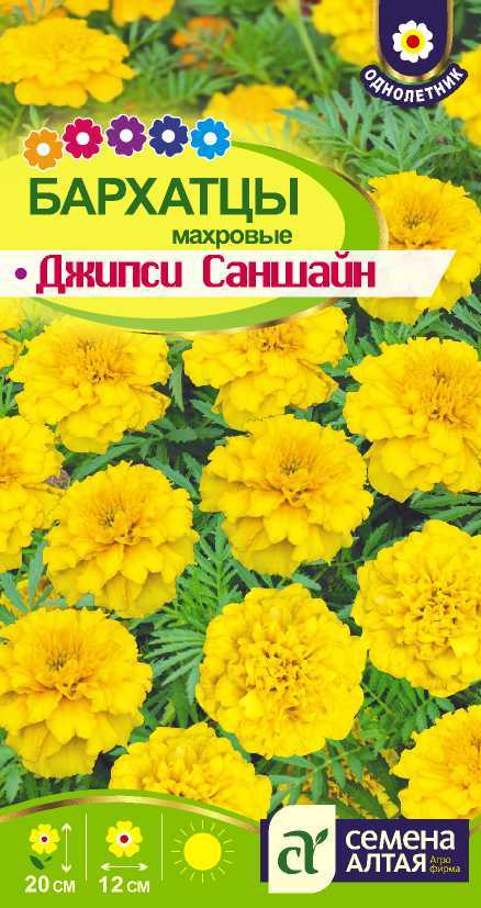 Джипси цп