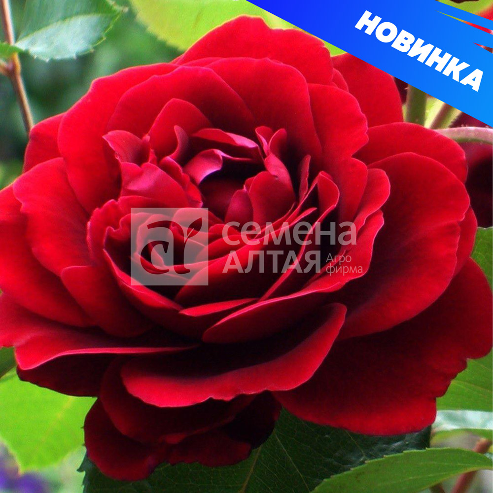 Амадеус