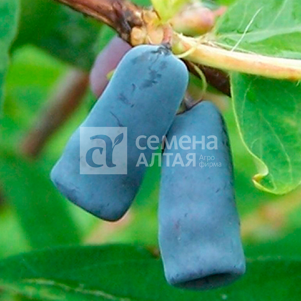Жимолость Герда