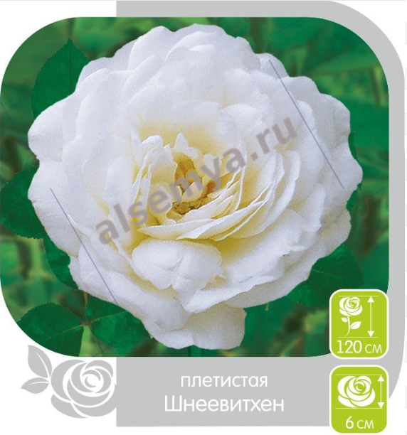 Шнеевитхен