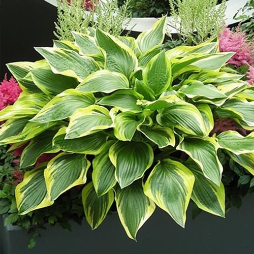 hosta-don-stevens
