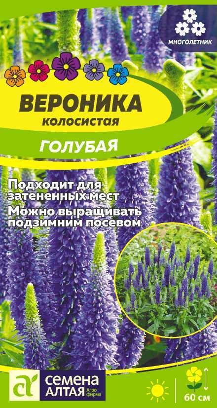 Вероника Голубая