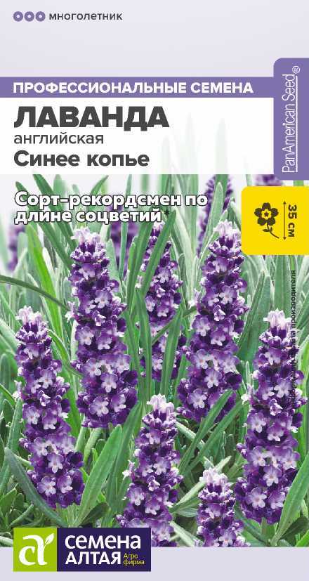 Лаванда Синее утро