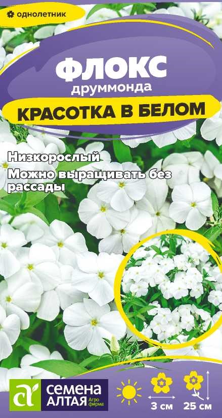Флокс красотка в белом