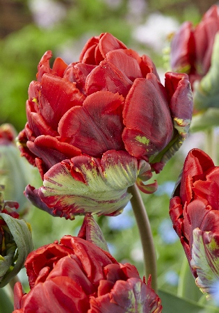 Tulipa Rococo Double