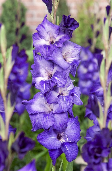 Gladiolus Grapevine