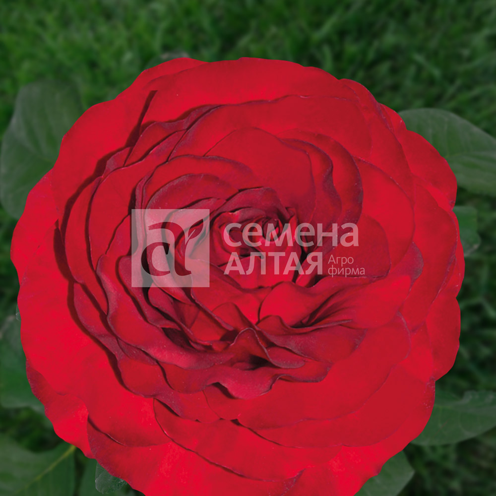 Роял Баккара