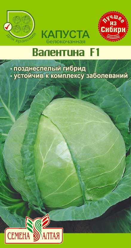 Капуста