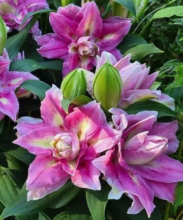Lilium Foxy Spring Surprise