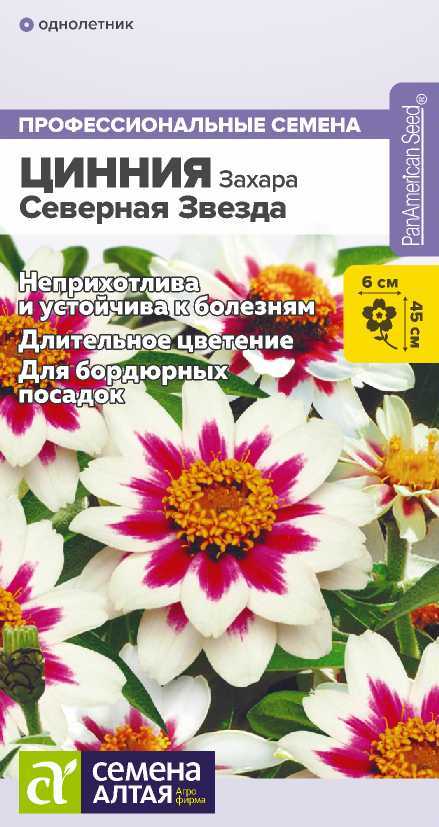 ciniya-severnaya-zvezda
