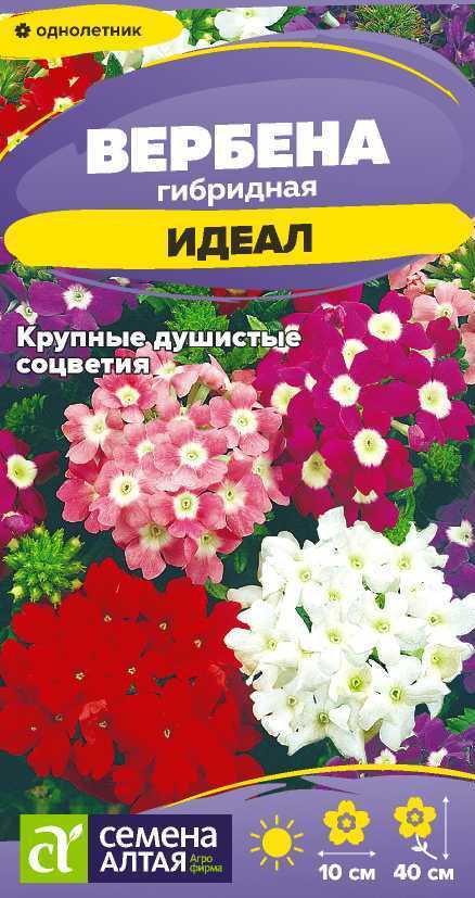 Вербена Идеал