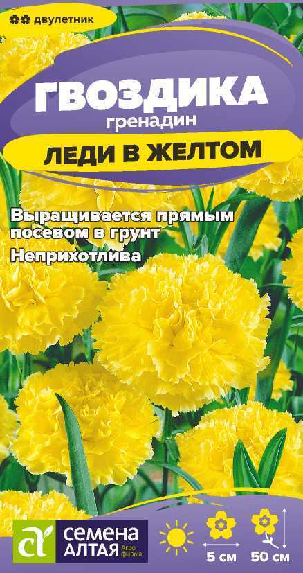 Гвоздика леди в желтом