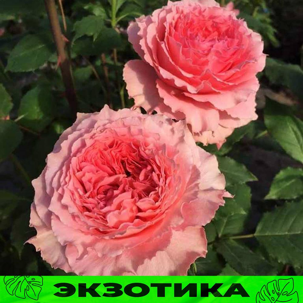 Коралл-Желе