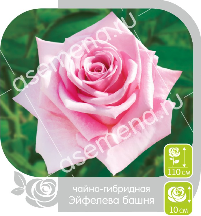 Эйфелева башня