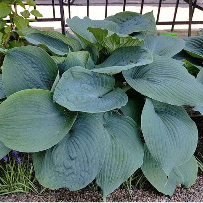hosta_blyu_mamos