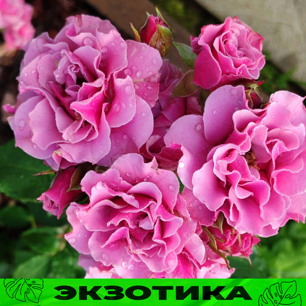 Роза Санта Барбара